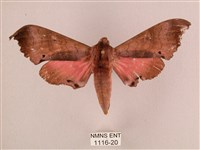 桃紅六點天蛾藏品圖，第1張