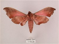 桃紅六點天蛾藏品圖，第2張