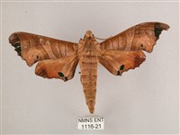 黑角六點天蛾藏品圖，第1張