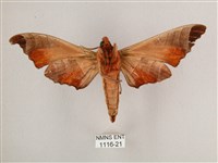 黑角六點天蛾藏品圖，第2張