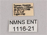 黑角六點天蛾藏品圖，第3張