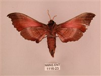 桃紅六點天蛾藏品圖，第2張