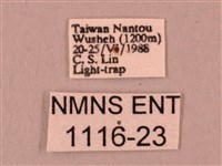 桃紅六點天蛾藏品圖，第3張