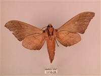 直翅六點天蛾藏品圖，第2張