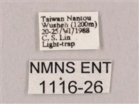 直翅六點天蛾藏品圖，第3張