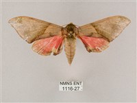 榆綠天蛾藏品圖，第1張