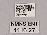 榆綠天蛾藏品圖，第3張