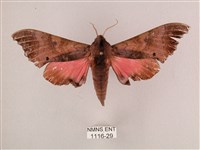 桃紅六點天蛾藏品圖，第1張