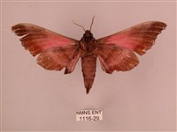 桃紅六點天蛾藏品圖，第2張