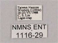 桃紅六點天蛾藏品圖，第3張