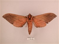 直翅六點天蛾藏品圖，第2張