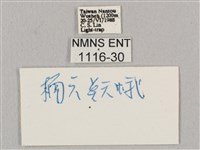 直翅六點天蛾藏品圖，第3張