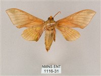 榆綠天蛾藏品圖，第2張