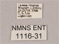 榆綠天蛾藏品圖，第3張