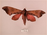 桃紅六點天蛾藏品圖，第1張