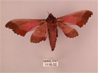 桃紅六點天蛾藏品圖，第2張