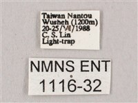 桃紅六點天蛾藏品圖，第3張