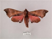 桃紅六點天蛾藏品圖，第1張