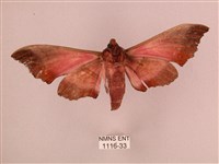 桃紅六點天蛾藏品圖，第2張