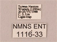 桃紅六點天蛾藏品圖，第3張