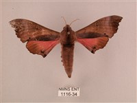 桃紅六點天蛾藏品圖，第1張