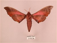 桃紅六點天蛾藏品圖，第2張