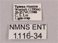 桃紅六點天蛾藏品圖，第3張