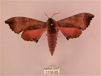 桃紅六點天蛾藏品圖，第1張