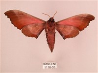 桃紅六點天蛾藏品圖，第2張