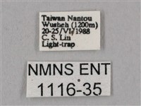 桃紅六點天蛾藏品圖，第3張