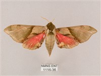 榆綠天蛾藏品圖，第1張