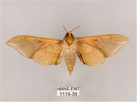 榆綠天蛾藏品圖，第2張