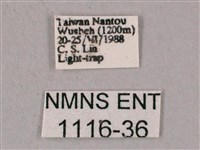 榆綠天蛾藏品圖，第3張