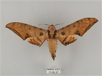 裂斑鷹翅天蛾藏品圖，第1張