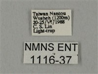 裂斑鷹翅天蛾藏品圖，第3張