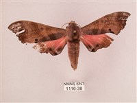 桃紅六點天蛾藏品圖，第1張