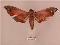 桃紅六點天蛾藏品圖，第2張