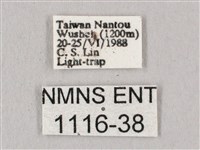 桃紅六點天蛾藏品圖，第3張