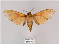 榆綠天蛾藏品圖，第2張