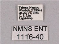 榆綠天蛾藏品圖，第3張