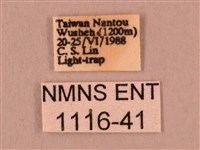 直翅六點天蛾藏品圖，第3張