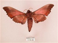 桃紅六點天蛾藏品圖，第2張