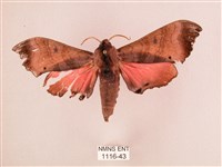 桃紅六點天蛾藏品圖，第1張