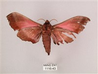 桃紅六點天蛾藏品圖，第2張