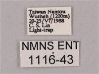 桃紅六點天蛾藏品圖，第3張