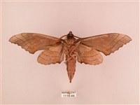 栗六點天蛾藏品圖，第2張