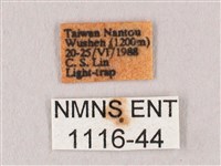 栗六點天蛾藏品圖，第3張