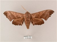 齒翅三線天蛾藏品圖，第1張