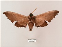 齒翅三線天蛾藏品圖，第2張