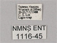 齒翅三線天蛾藏品圖，第3張